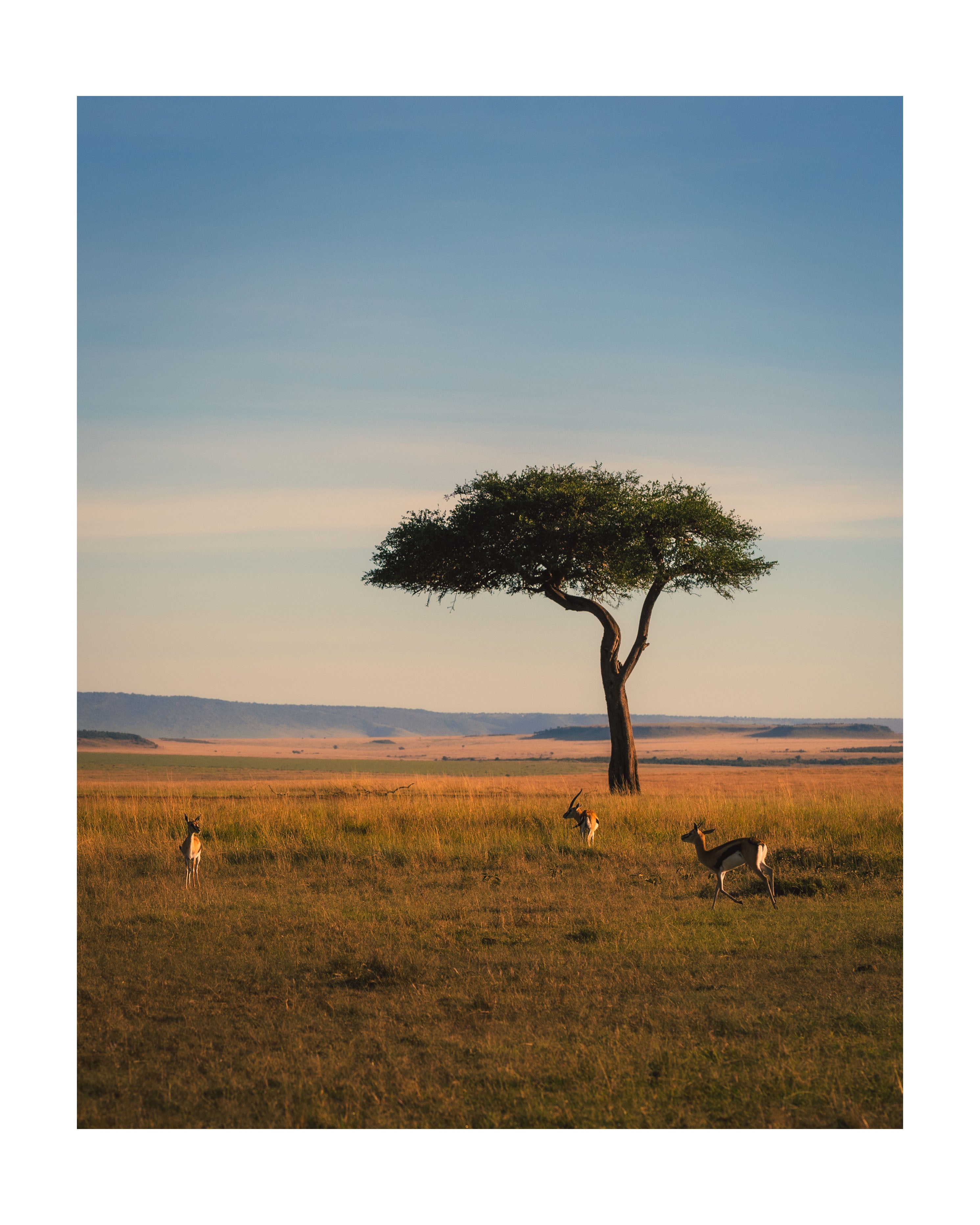 Rahul Prajapati - Sylmara - Untitled